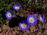 Dwarf Morning Glory